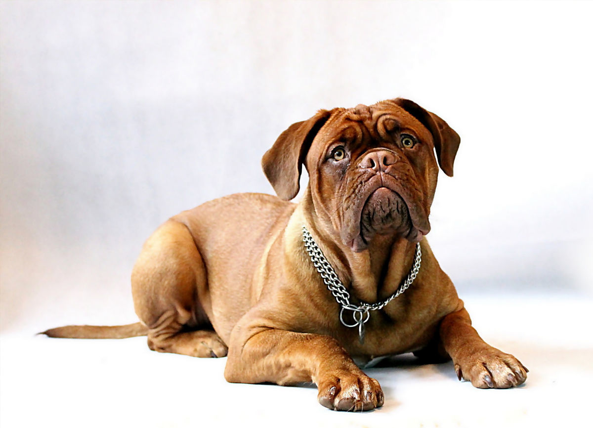 Dogue de Bordeaux
